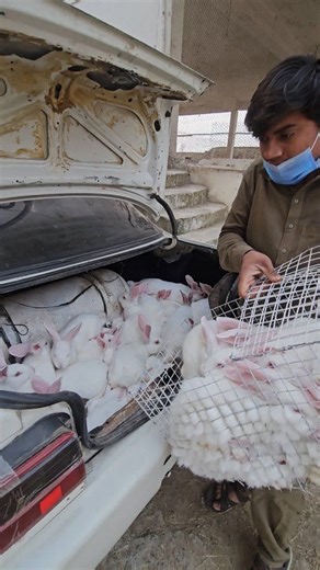 SAFE Rabbit Farm Pvt Ltd