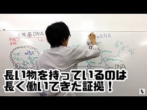 原核生物の転写と翻訳 高校生物