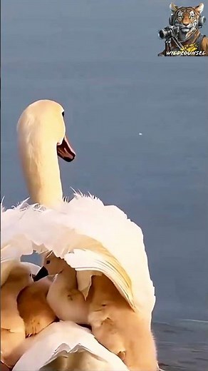 ❤️ Adorable Swan Family Takes a Joyful Swim! 🦢 #wildlife #nature