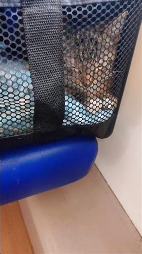 The very first day I got my cat from Groningen and adopted her with lots of love❤️.