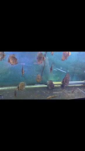 Some Discus fry are half dollar size. Over 1/2 have been rehomed. I have my eye on raising a 1/2 dozen of these to adults. | The Fish Guy | Facebook