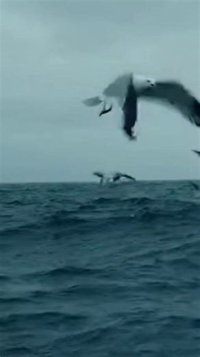 The sea was calm. Then the water started moving… And a killer orca appeared beside their boat. Raw, real, and impossible to forget. #fblifestyle #documentary #oceanlife #orca | Zack Orca Films