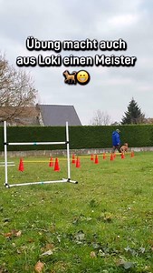 39 reactions | Trainieren mit Vizsla Loki #lokithevizsla #vizsla #magyarvizsla #dogagility #agilitytraining #hundesport #dogtraining #hundeliebe #dogreel #reeloftheday #dogsofinstagram #doglover #fitdog #trainingwithdogs #dogadventures #outdoortraining #agilitydog #dogvideo #happydog #loyalcompanion #vizslalove #doglife #hundeglück #naturedog #dogskills #teamloki #dogfun #fyp #trendingreel #reelsofinstagram | Vizsla Fanatiker | Facebook