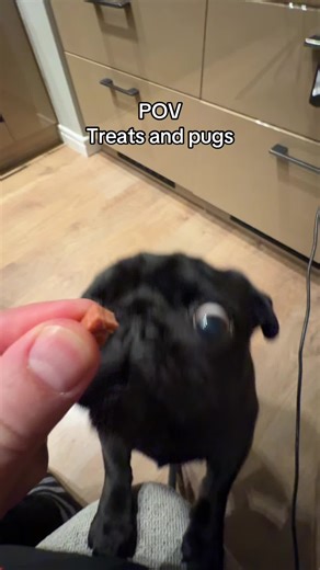 #pugsoftiktok #asmr