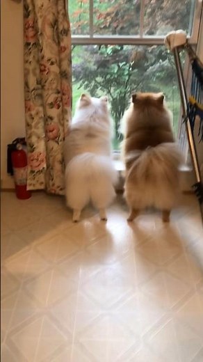 The tiny Pomeranian dog barks loudly and playfully outside