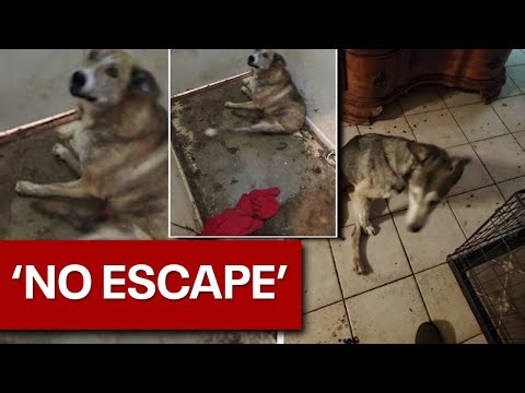 'House of horrors’: ‘Biohazard' revealed at home of animal abuse suspect