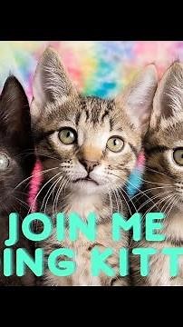 Feeding 19 Kittens + Cats - Join Me!