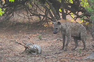 Unlucky Impala Gets Caught By Python and a Hyena