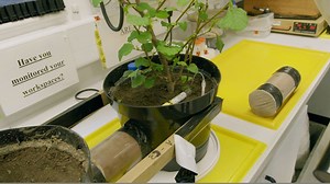 12K views · 168 reactions | We think mycorrhizal fungi are cool! Here, Professor Davey Jones reveals more about their fascinating biology :) | BBC Gardeners World | Facebook