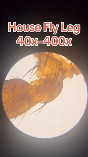 You WON'T BELIEVE What a House Fly's Leg Can Do!