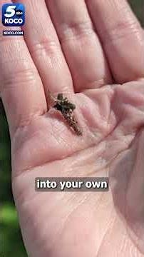 Bagworms in Oklahoma: What to know and how to remove them
