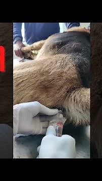 Enema / Proctoclysis in Dog for Constipation. #enema #dog #constipation #proctoclysis #veterinary