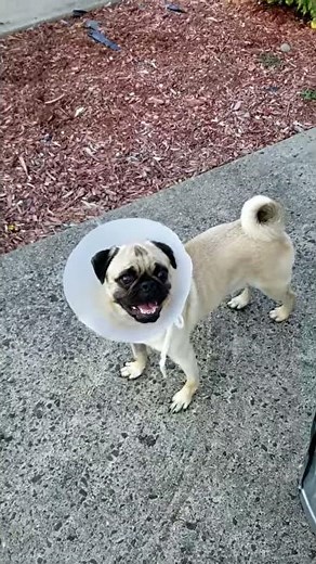Pug dog FHO surgery (femoral head ostectomy) eight days post op.