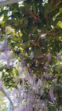 💜✨【走進紫色花瀑的春日浪漫】✨💜📷 📍 地點｜台中大里・塗城公園🌸 花卉｜錫葉藤（春季紫色花瀑）#塗城公園#錫葉藤#紫色花瀑#台中賞花#大里景點#春天花海