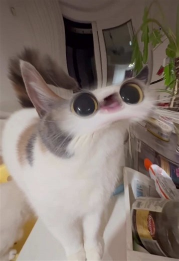 猫猫叫#meepcat #cat | cat