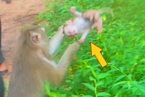 195K views · 773 reactions | ( Sad sad clip ) extremely pity tiny babies Leo cry terrify in big hurt #Starsvideo | Sweet Baby | Facebook