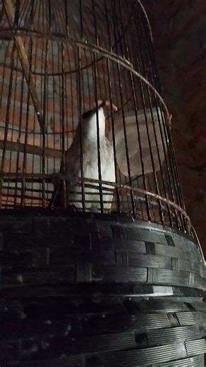 Wow amazing, a very unique bird cage😱😱😱 #PetBirds #BirdLovers #BidInCage | Asrur Birds