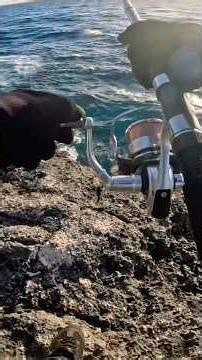 Shorejigging GT Babon Vs Jig 80 Gram Part 2 #fishing #mancing #shorejigging
