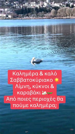 Καλημέρα από τη Λίμνη Καστοριάς ☀️ | Κύκνοι, Καραβάκι & Ήρεμες Εικόνες