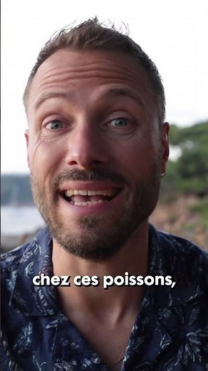 De plus en plus de requins sur les côtes françaises ? 🦈