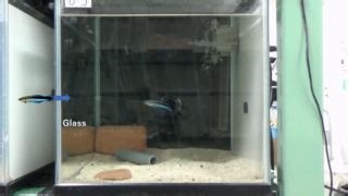 Cleaner fish, Labroides dimidiatus, can pass the famous “mirror...