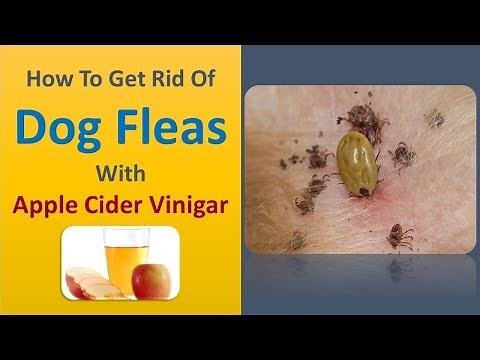 how to get rid of dog fleas with apple cider vinigar