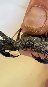 32K views · 3.5K reactions |  TU L’AS VU DANS UN FILM… MAIS CET...