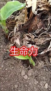 【生命力】モンキーバナナ🍌 一部植え替えしたが・・。数本を除き、活着した様子。 #田舎暮らし #亜熱帯植物