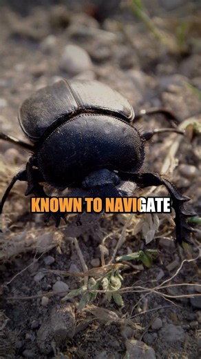 This Beetle Pulls 1,141x Its Weight And Navigates By Starlight