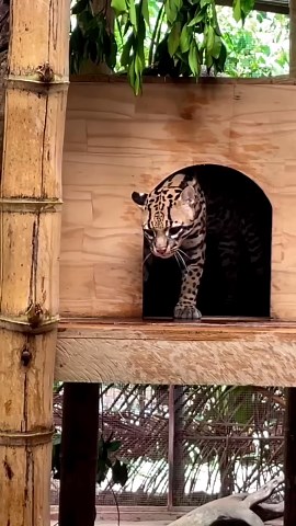 Ocelot wakes up in the cutest way possible