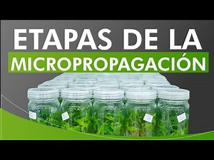 STAGES OF MICROPROPAGATION