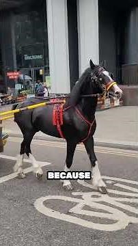 5 Most Dangerous Horse Breeds in the World #Animals #Horses #Nature