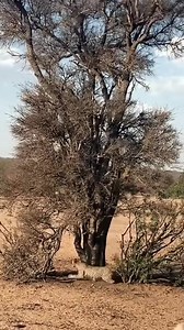 139K views · 665 reactions | Better Luck Next Time #animals #nature | Guru | Facebook