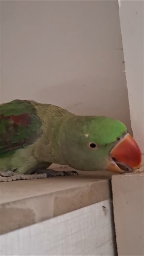 parrot thinking 🤔 😕 about future.#veryfunnymoments