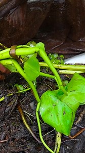 2.7M views · 10K reactions | Unbelievable Fishing Technique | Village Area Real Fishing | Best Amazing Rural Fishing | Cast Net Fishing #fish #fishing | Islamic Knowledge TV | Facebook