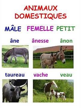 Animaux domestiques