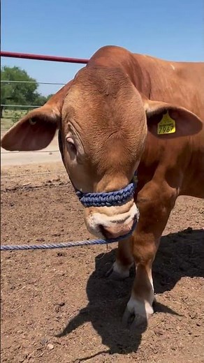 🔴 GANADO Beefmaster ✅