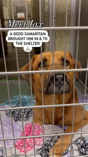 JAX WAS THROWN OUT OF A CAR💔😖🤯 People can be so cruel to innocent animals, it truly breaks my heart. Luckily, Jax is now SAFE with us🙏🏼 However, the shelter is no place for any dog. What he needs is a home! Let’s help handsome Jax find his forever family by SHARING HIS STORY🏡🐾 Jax’s Shelter Bio: He has been at the shelter since Jul 15, 2024. Jax is a retriever mix, who allegedly was thrown out of a car and a good samaritan was able to take Jax in and bring him to us. Jax is a bit nervous 
