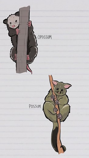 #Opossums and #possums are awesome. Here’s how to tell the difference. #learnontiktok #tiktokpartner