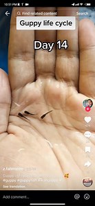 2.8K views · 17 reactions | fish life cycle ငါးကလေးရဲ့ ဘဝဖြစ်စဥ် | ManiSandar TeachingAids | Facebook