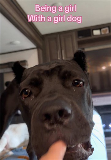 Cane Corso Puppy Moments: Silly Girl Dog Chomps Compilation