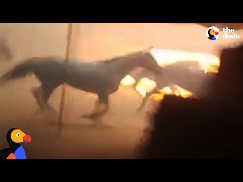 Men Run Into Burning Barn To Save Horses Trapped by California Wildfires | The Dodo
