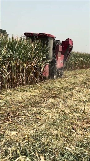 🔥 Powerful Harvester Shelling Corn | Modern Agriculture Farming #shorts