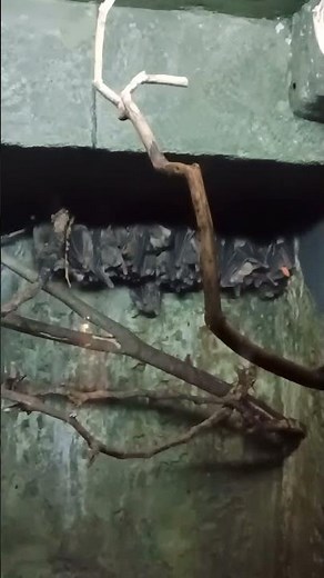 My Favorite Bat Species Ever 🦇✨ Egyptian Fruit Bats! #bats #fruitbat #batsrule #birdkingdom