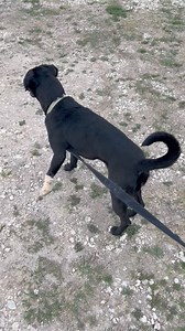 1.6K views · 16 reactions | Malibu!! Who can resist the boxers? We have 3 small boxer mixes! Black, white, and brindle! So very sweet! | WOOF Pet Rescue Society Inc. | Facebook