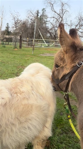 Life of Chomper on Instagram