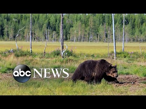 Man recovering after grizzly bear attack