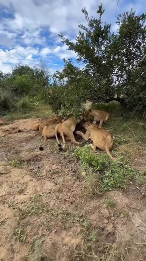 Lion king bullies pride members on feast #lion #wildanimals #wild #reels #viral | Daily Doses of Amazing Wildlife
