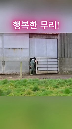 Happy Herd Outing: Cow Riding, Tennessee Walker, and Training Tips