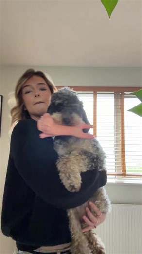 Boo the Heavy Cockapoo: A Fun Look